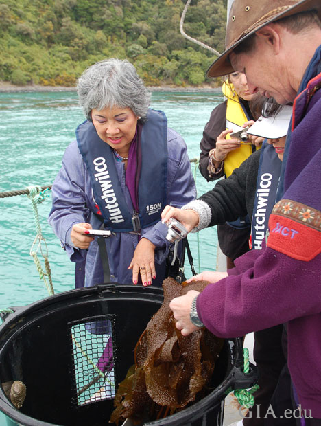 Betty Sue holds a camera over a barrel as a man separates seaweed form abalone.